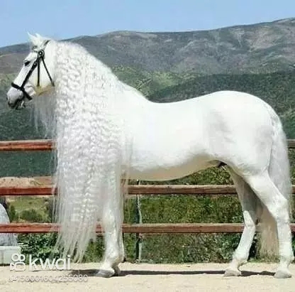Barbaros