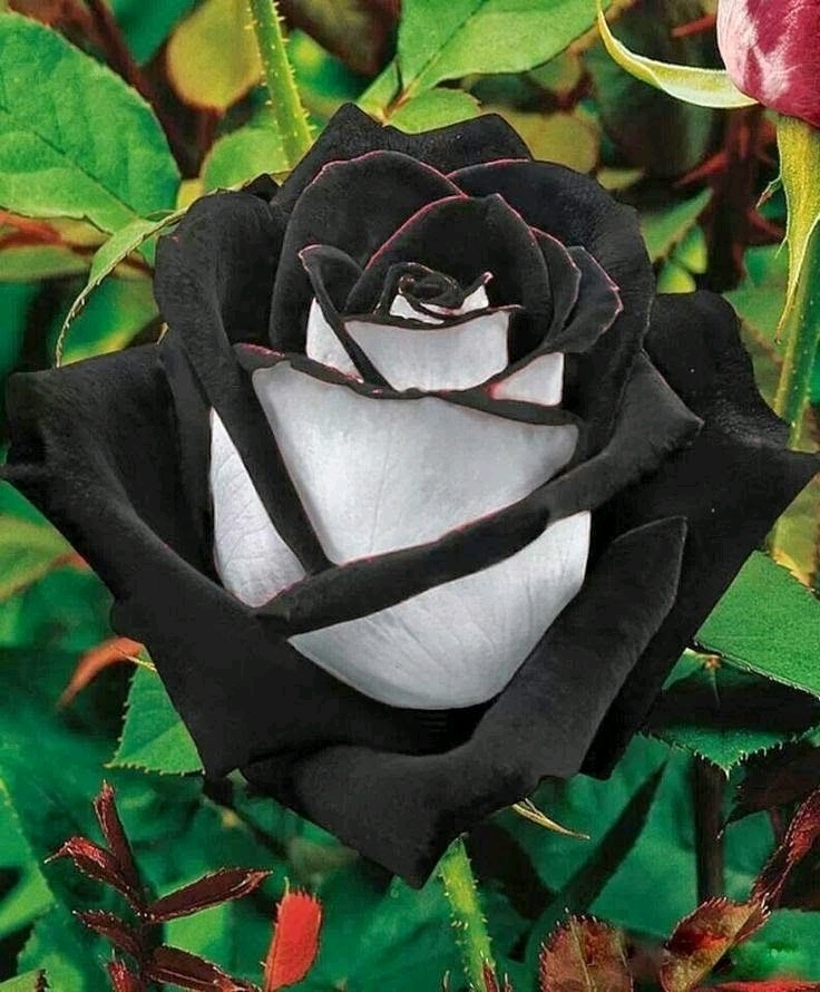 Mert
