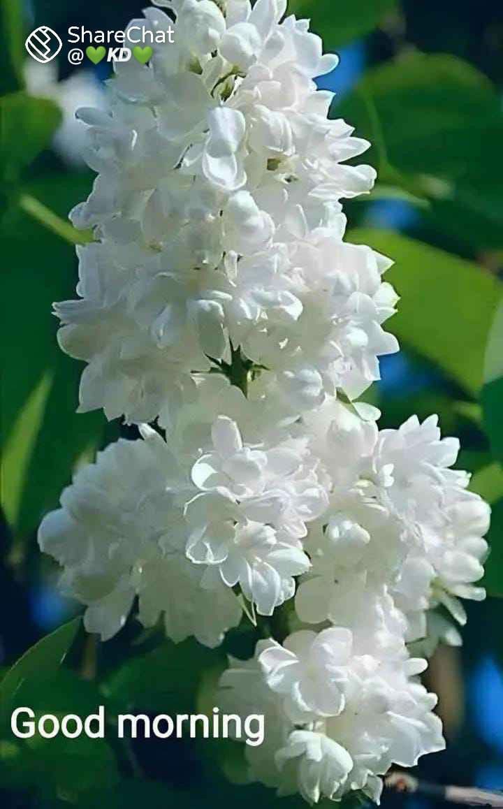 Manu