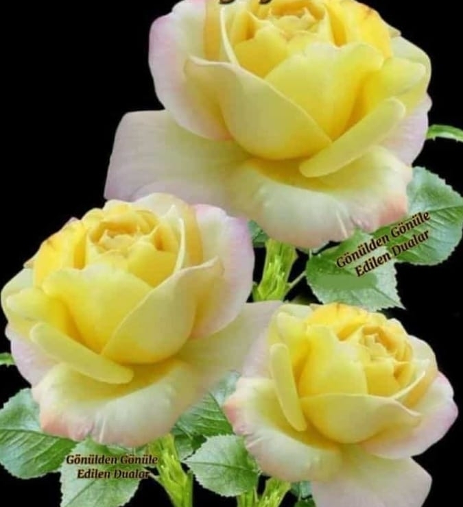 Yaren