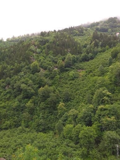 Aşık