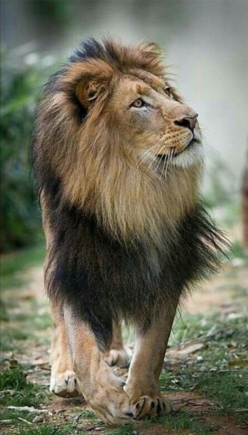 Mohammed