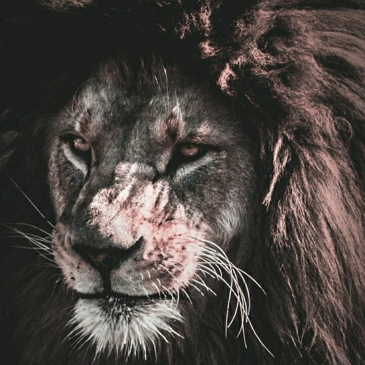 Mi
