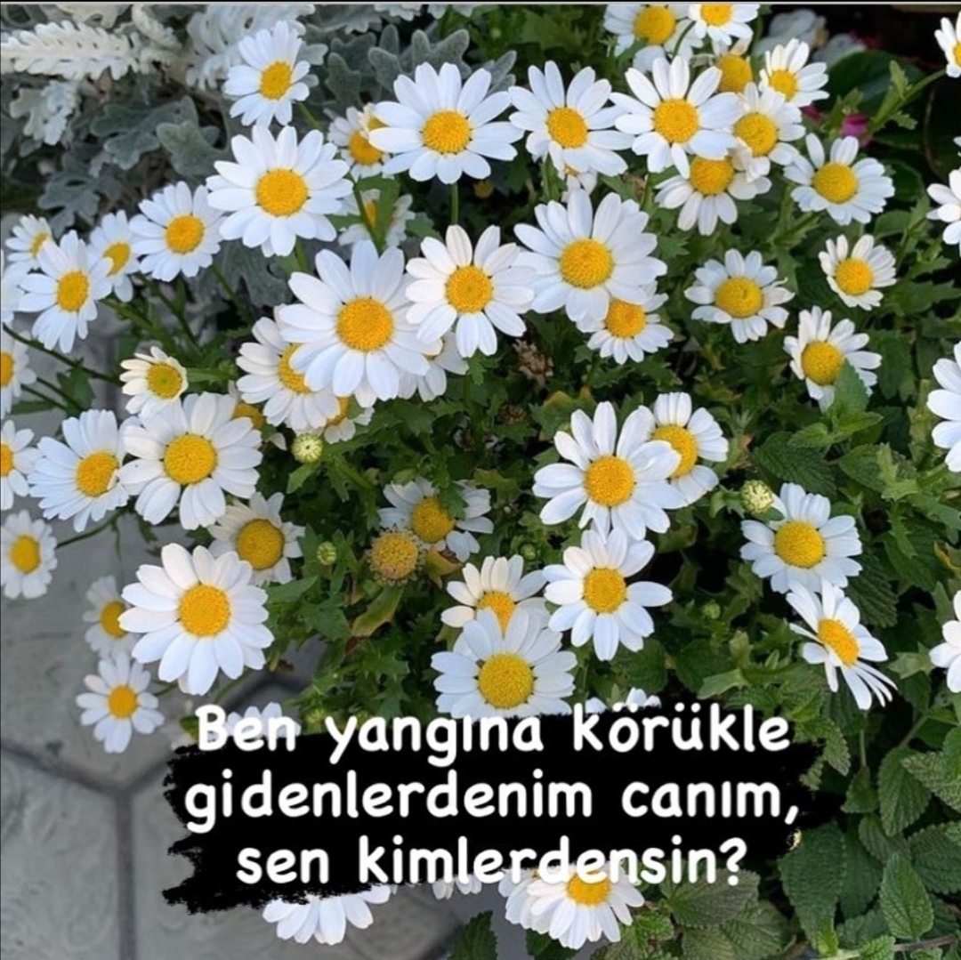 NeFes