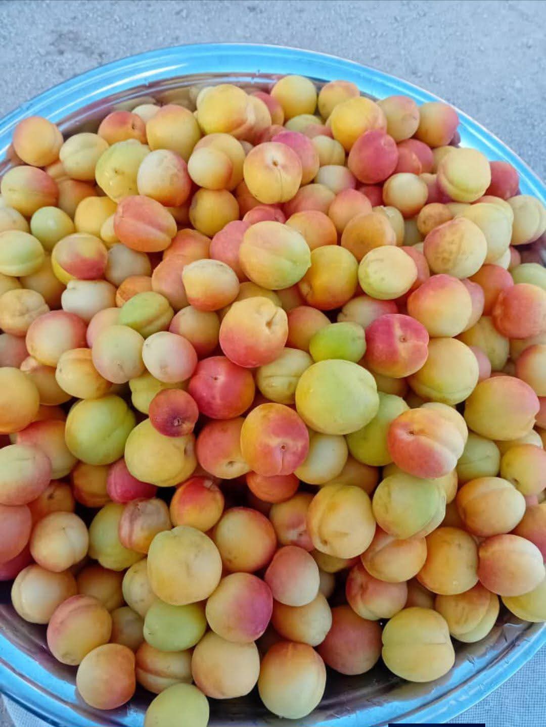 مرتضی
