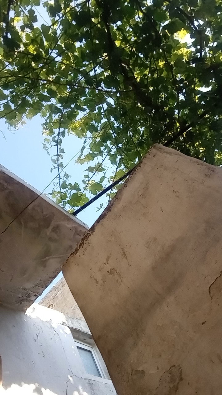 علي