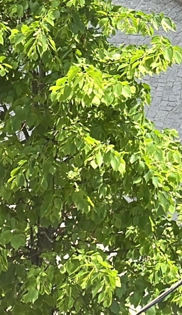 Mehtap