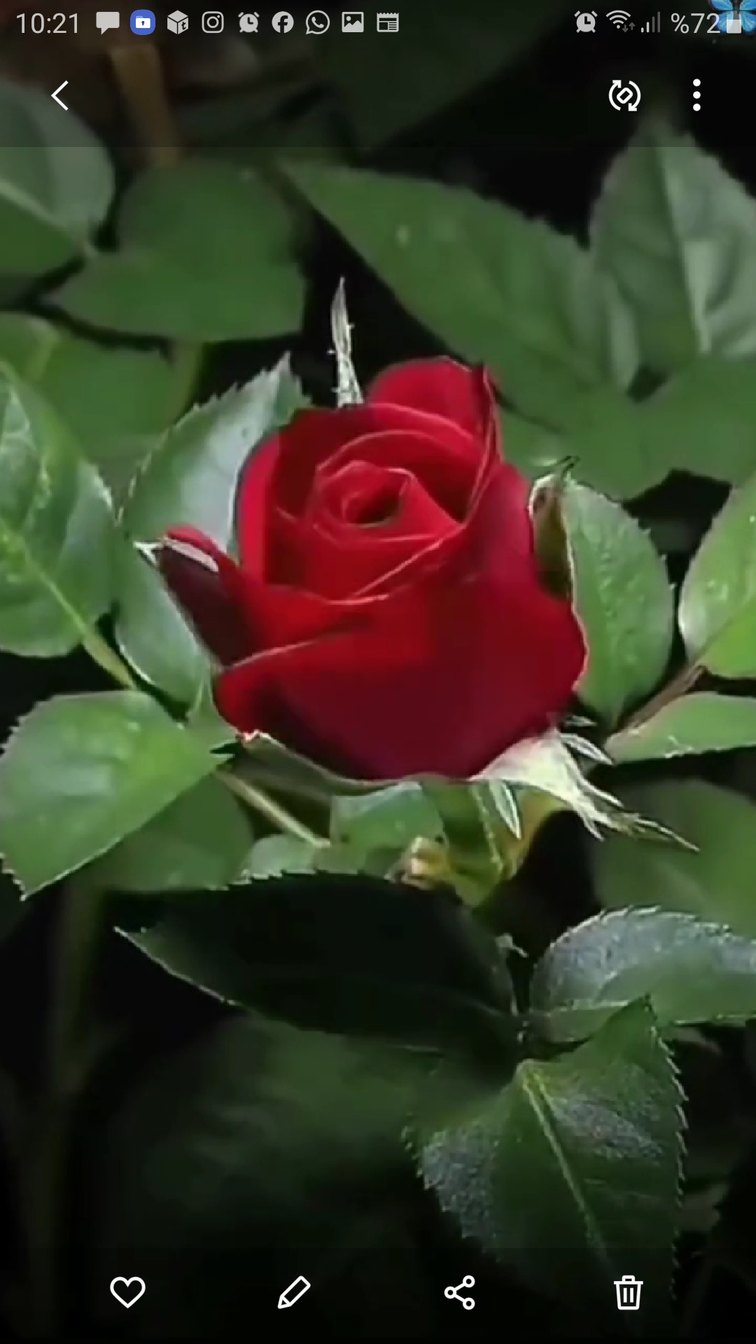 Rabia