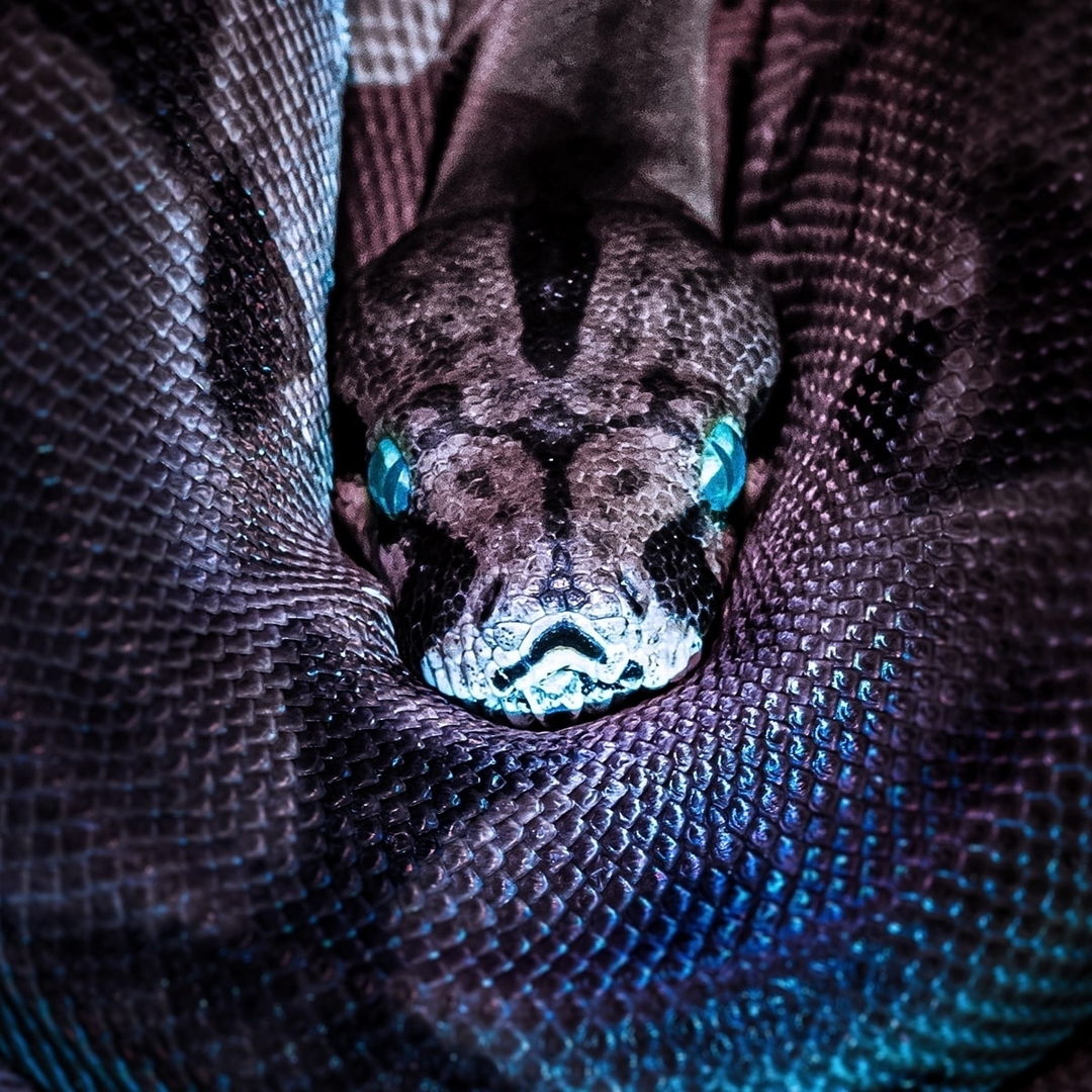Ozan