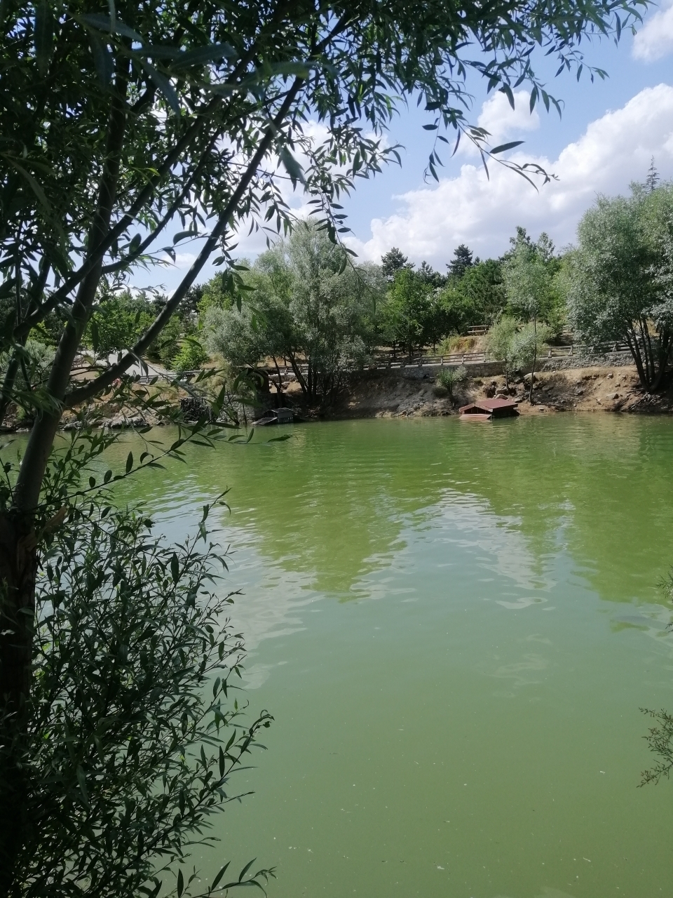 Gül