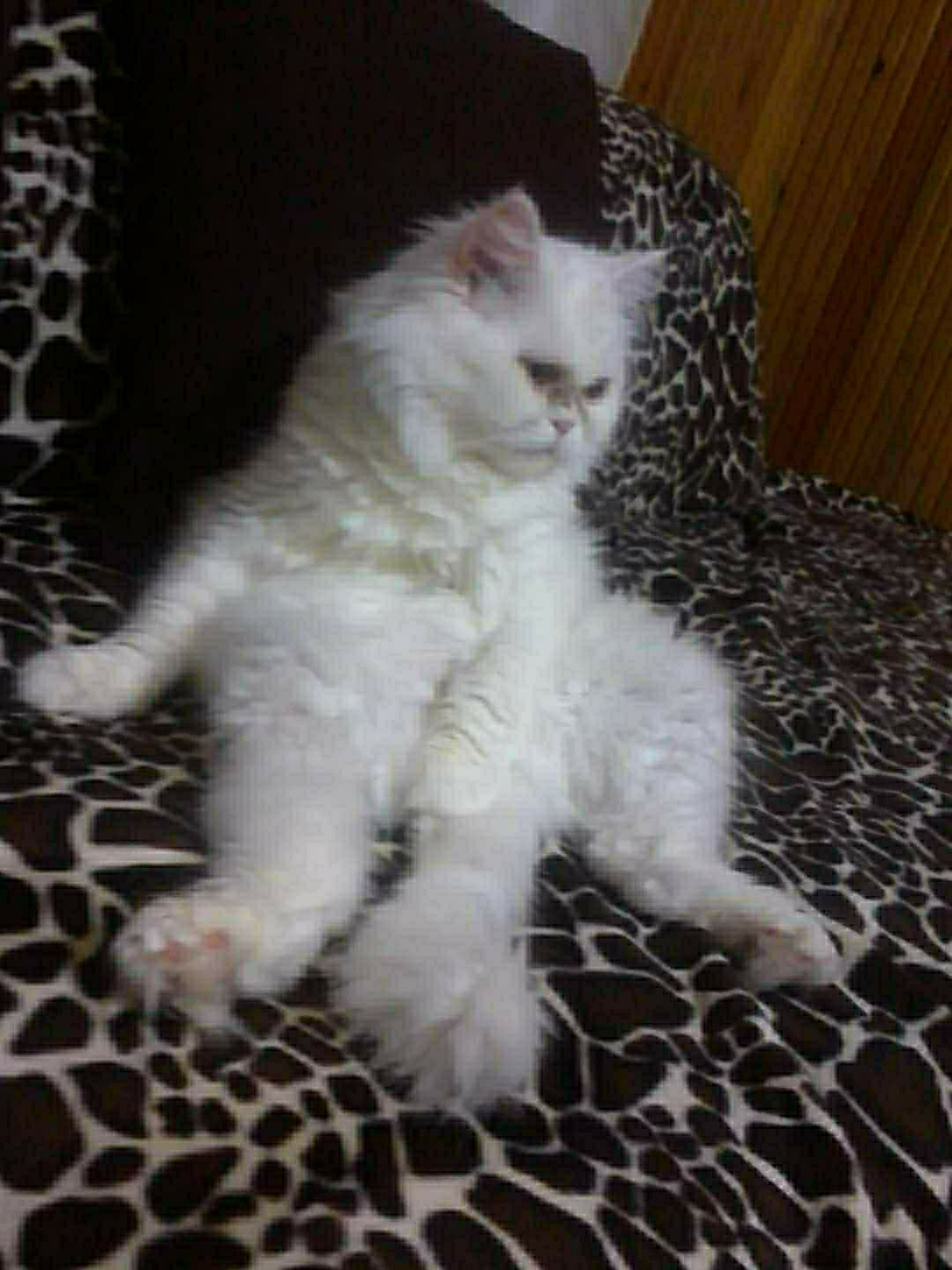 Özlem