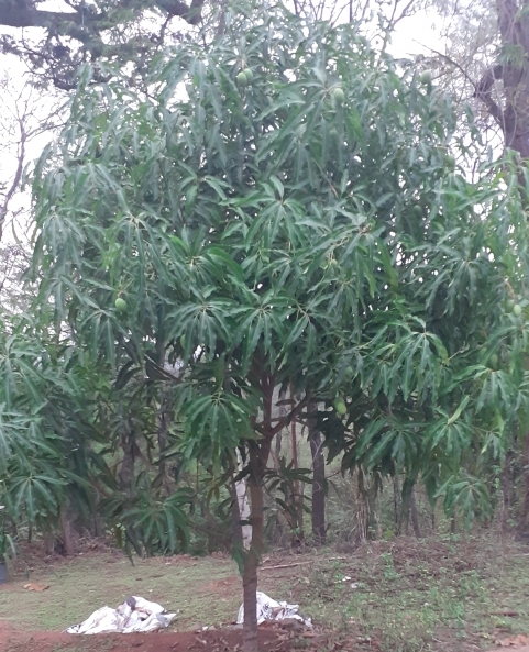 Midiã