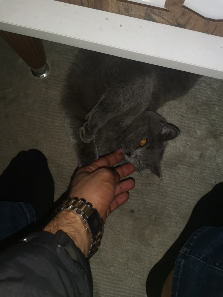 Mehmet