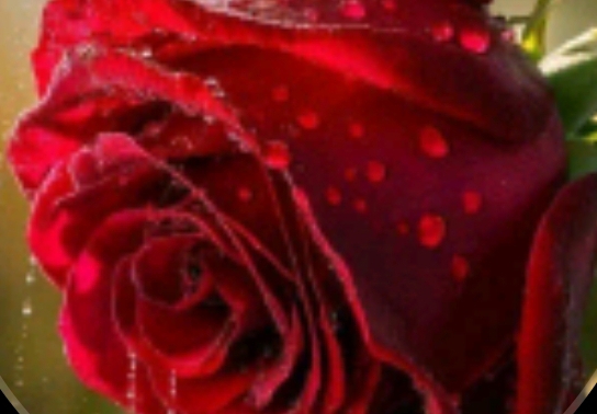 Rabia