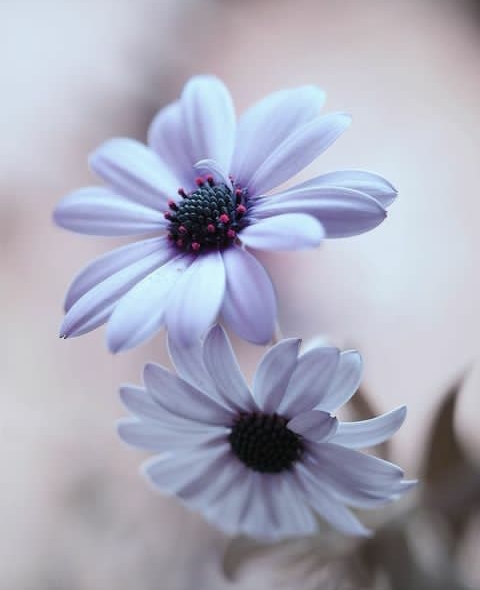 Ebru