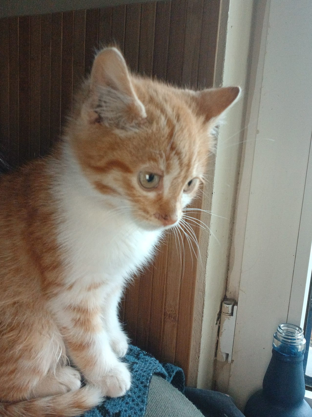 Halil