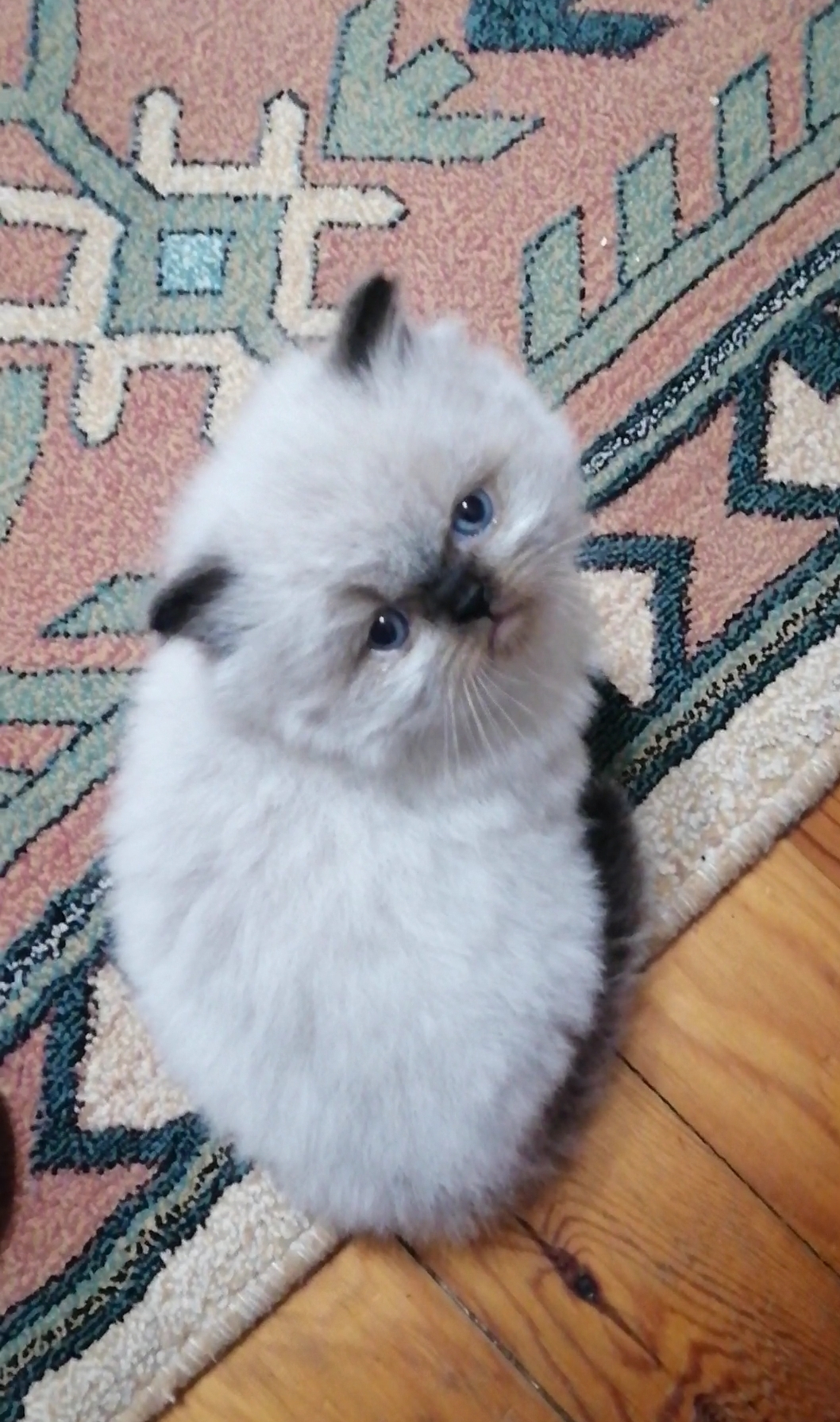 Arzu