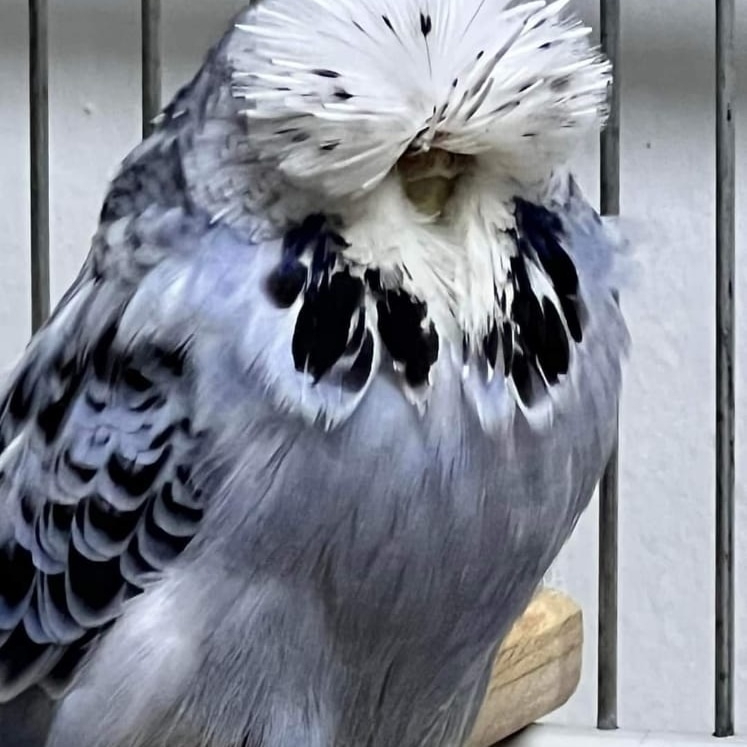 Çetin