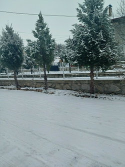 Nazlı