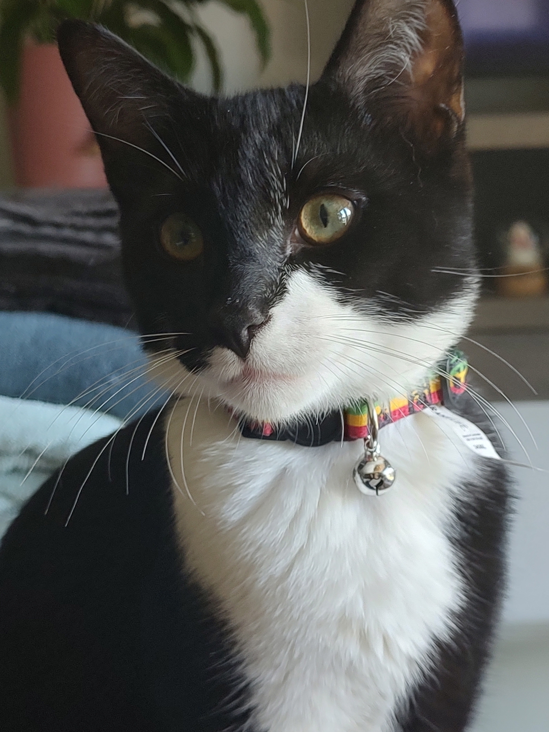 catie