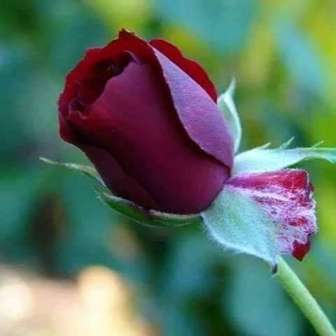 Lokman