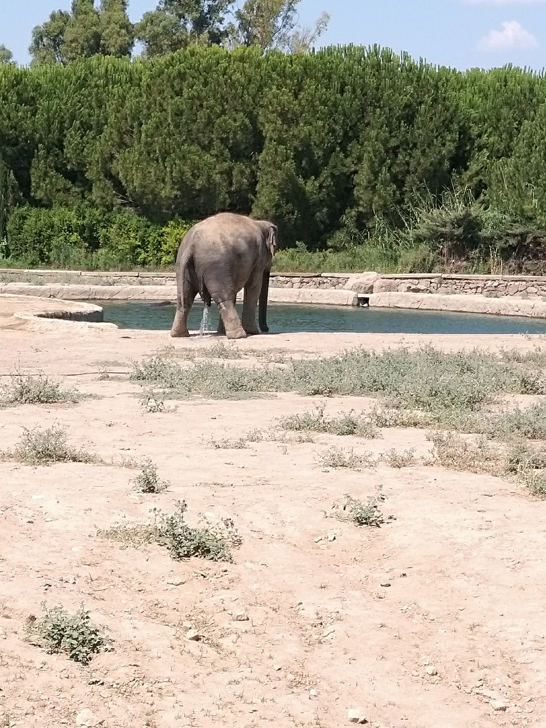 Ali