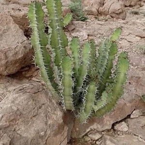 مجيب
