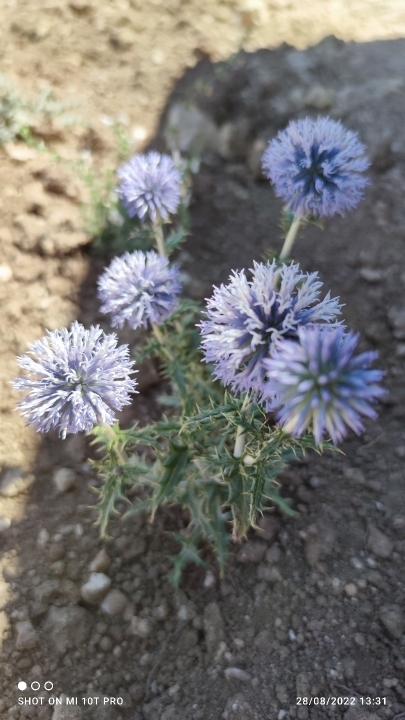 Hulya