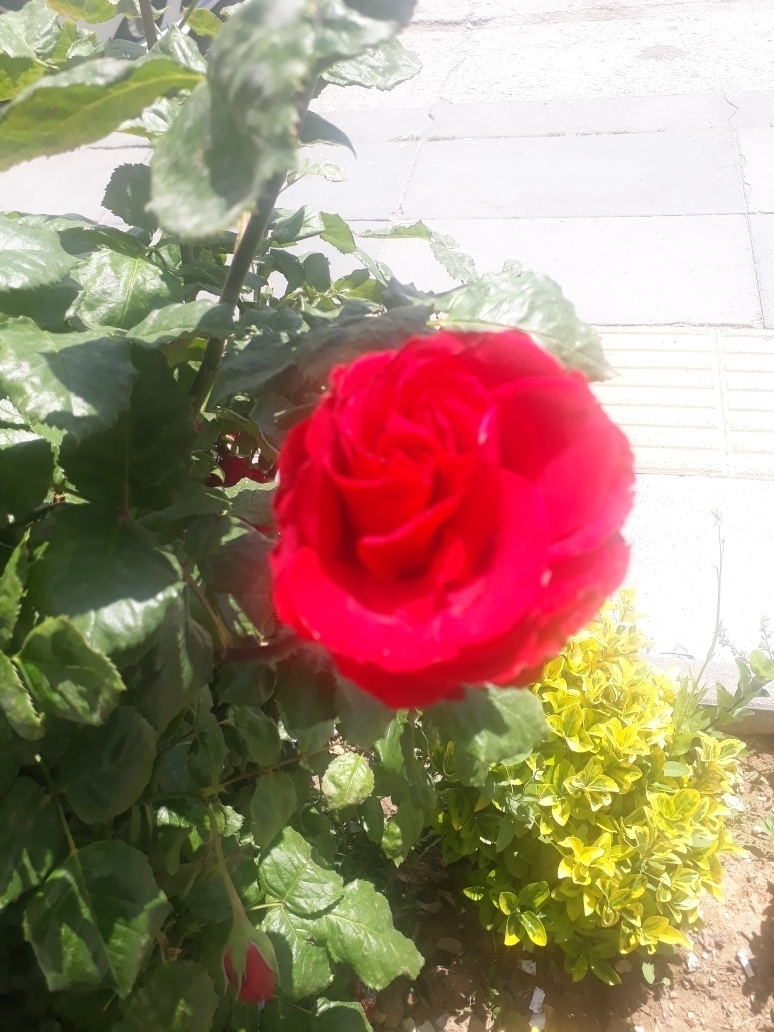 Merve