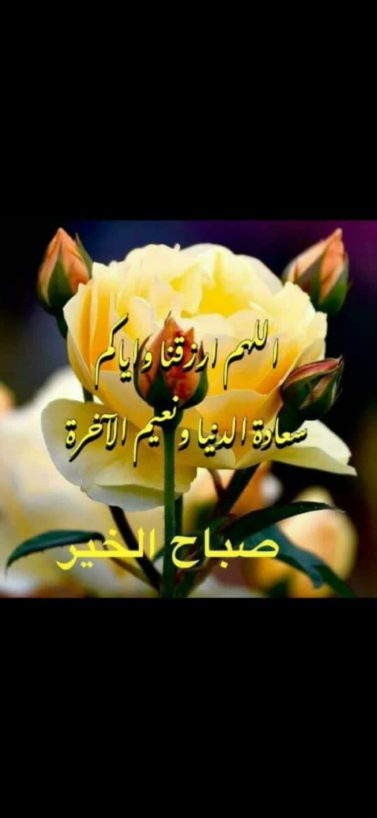 Abofajer