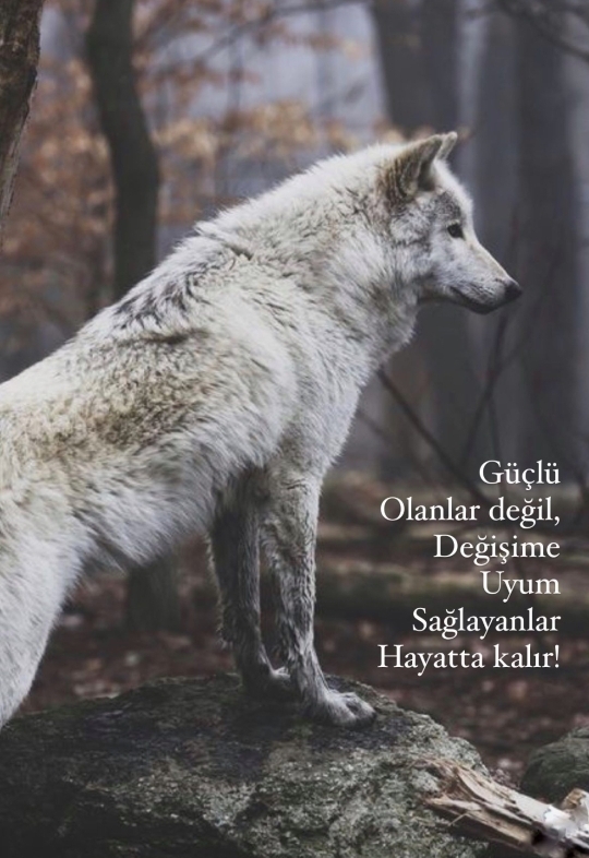 Atakan