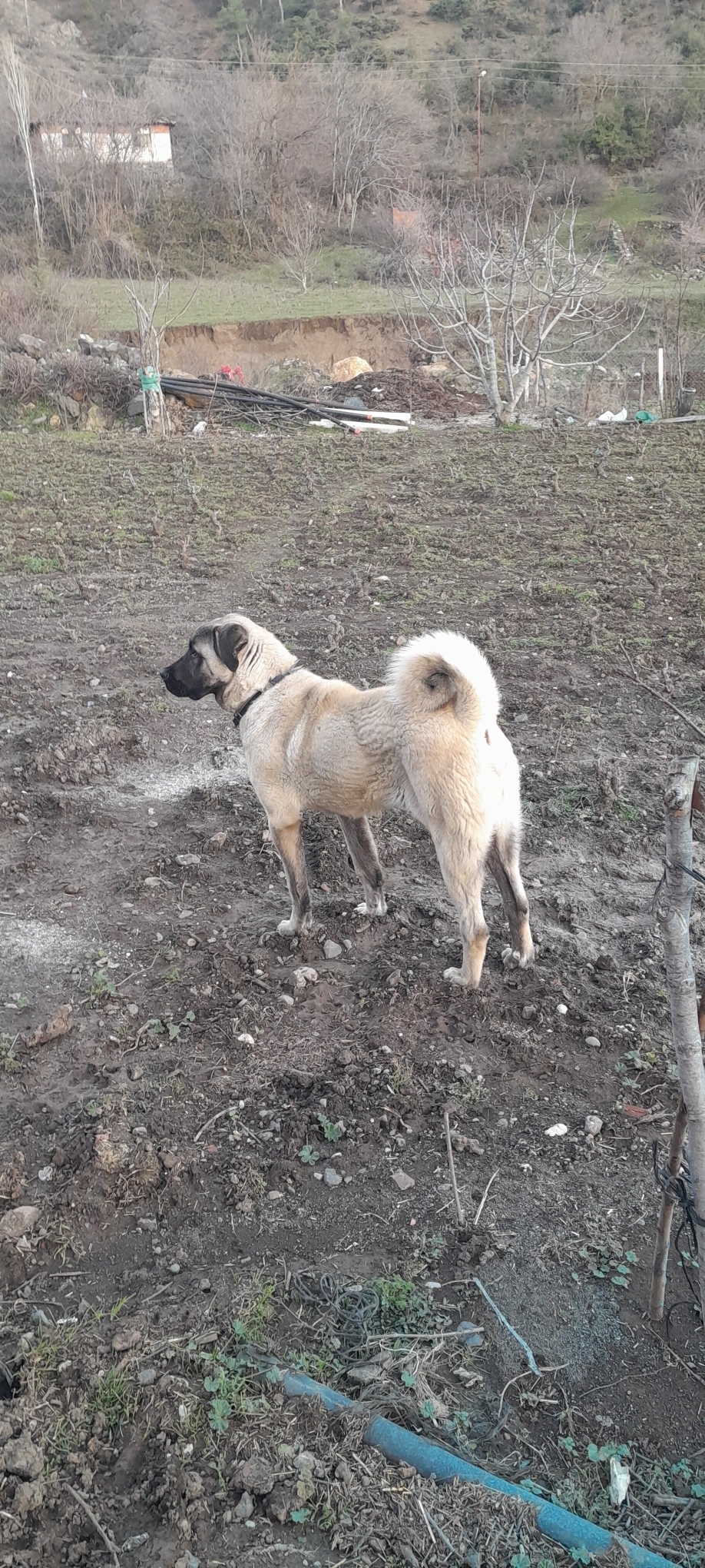 Fuat