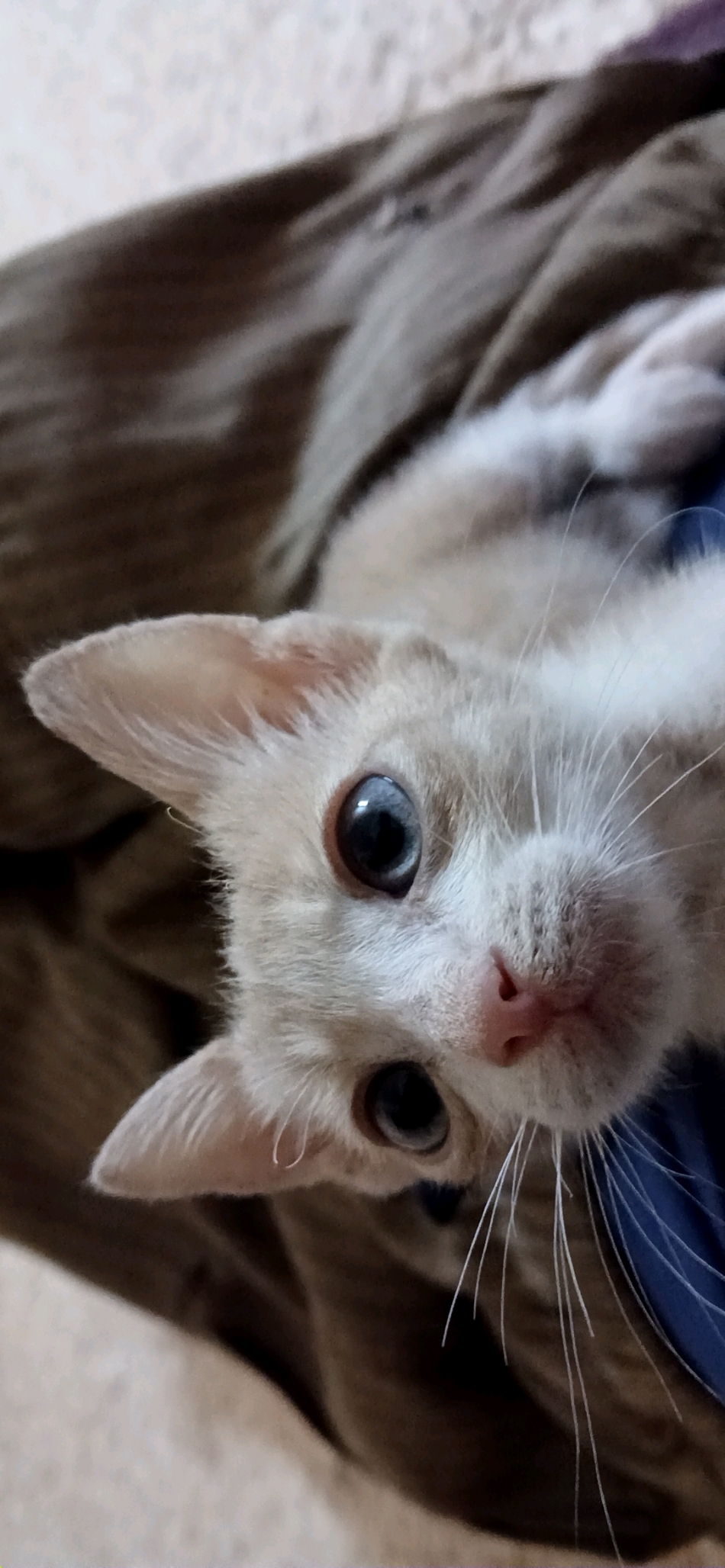 Sofi