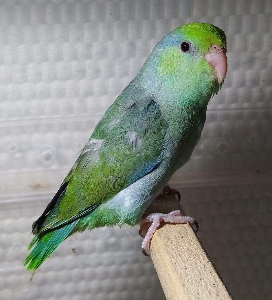 Deren