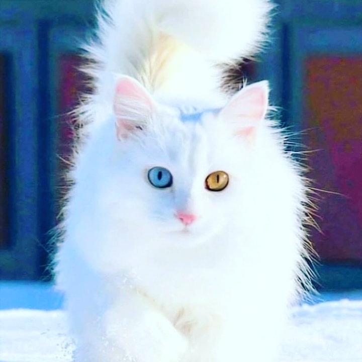 HAYAT