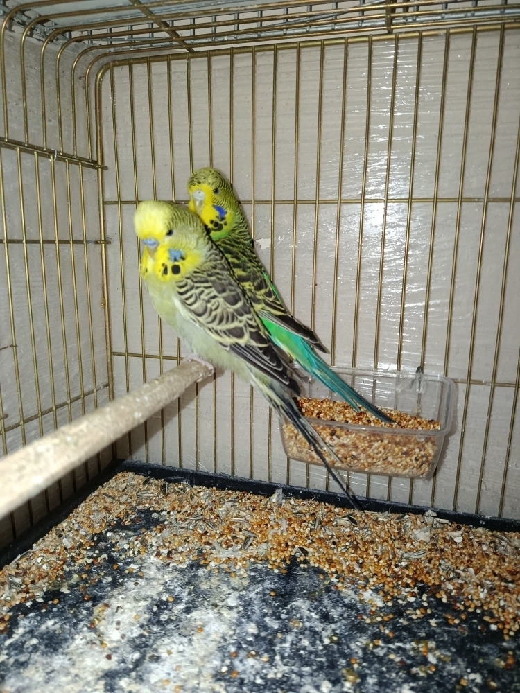 Lazkizi