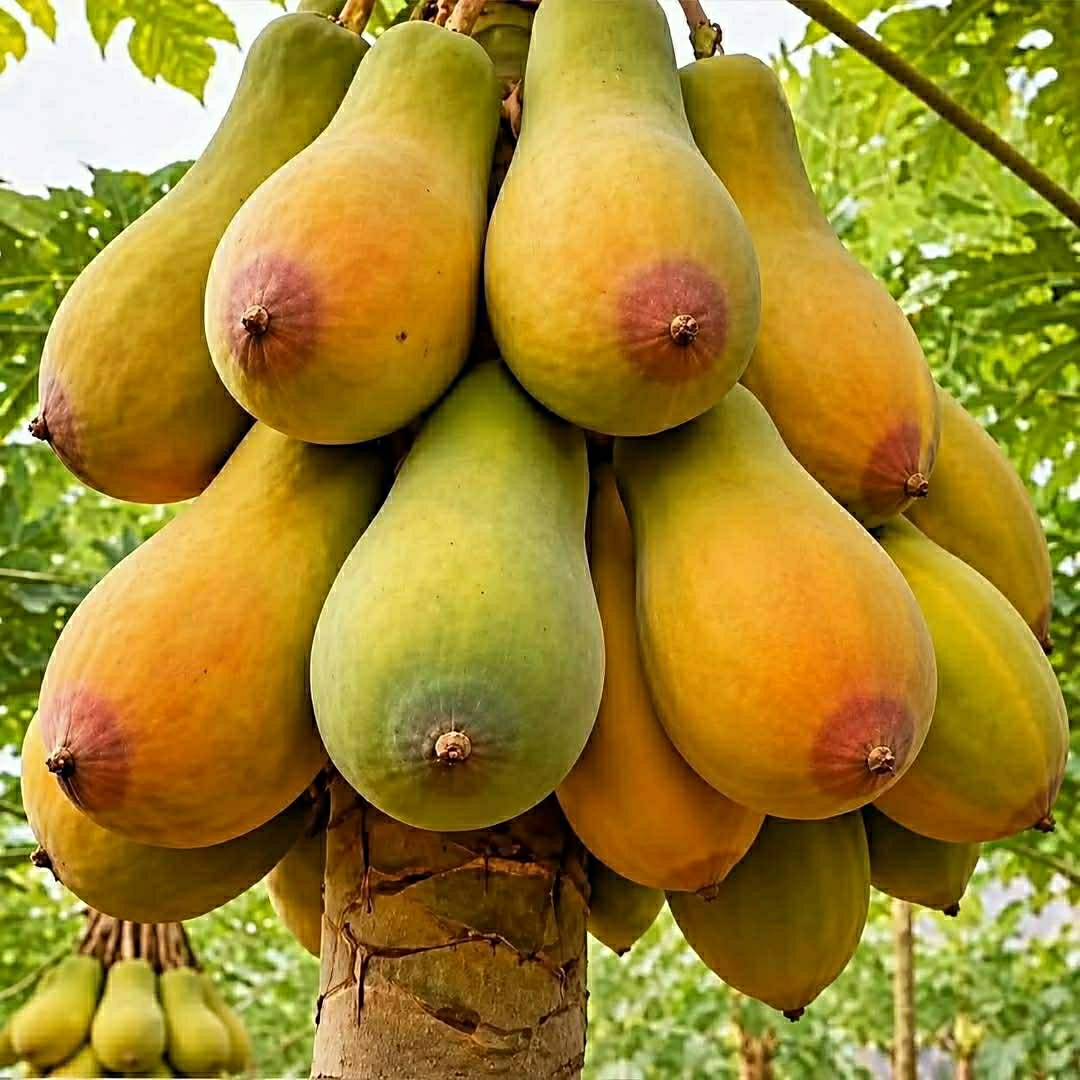 علي