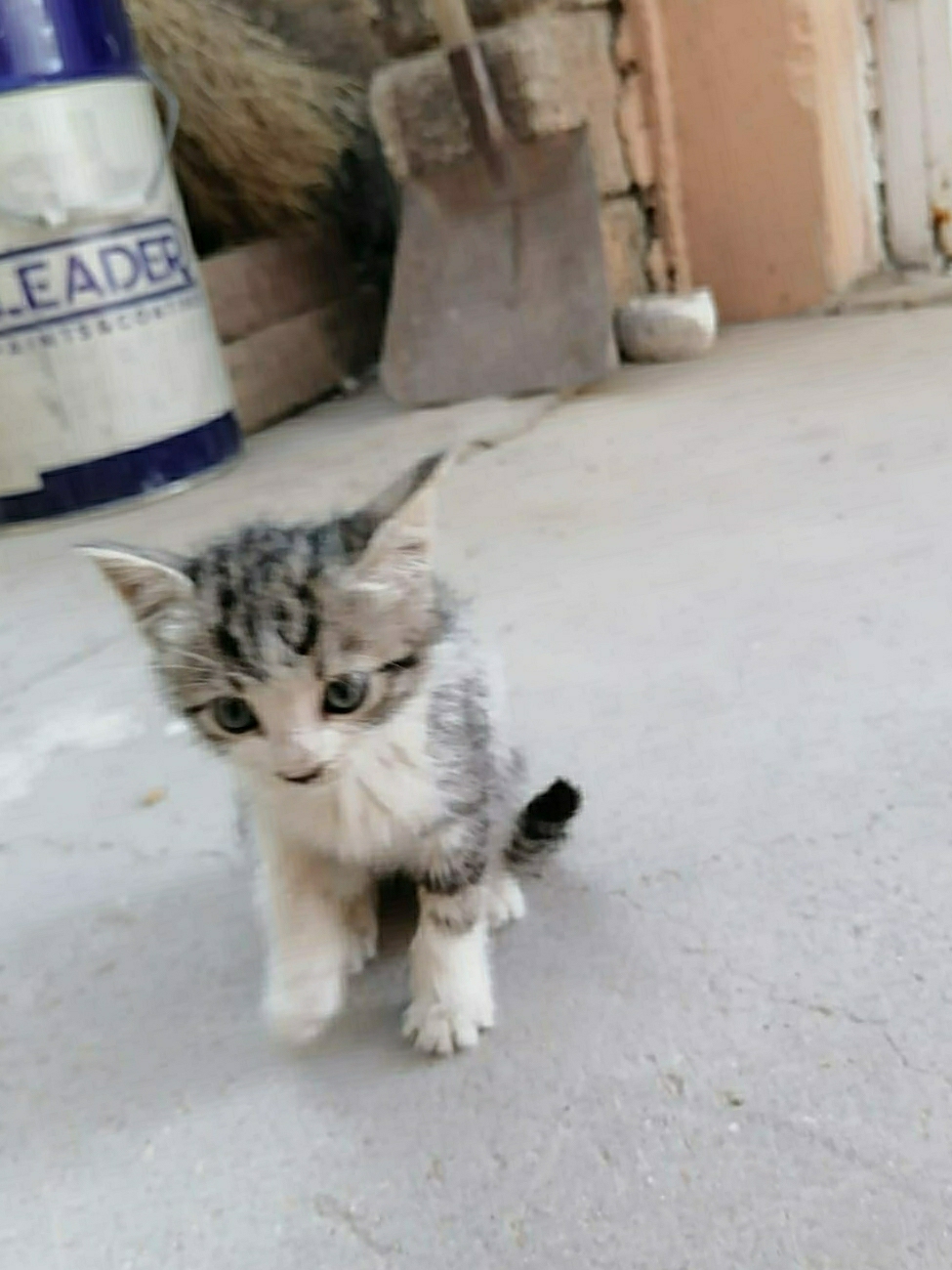 Hasan