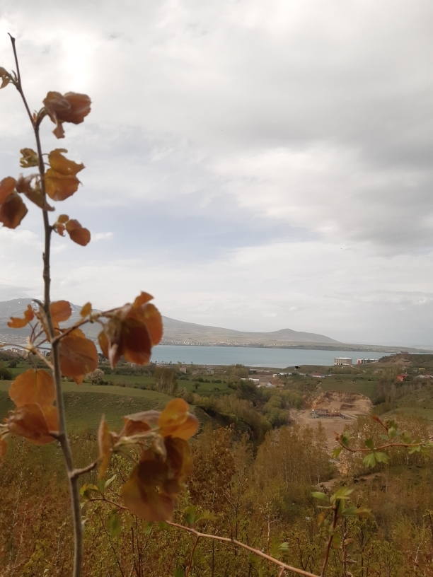 Barış