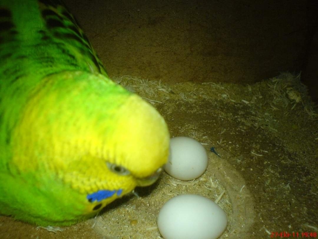 ÖMER