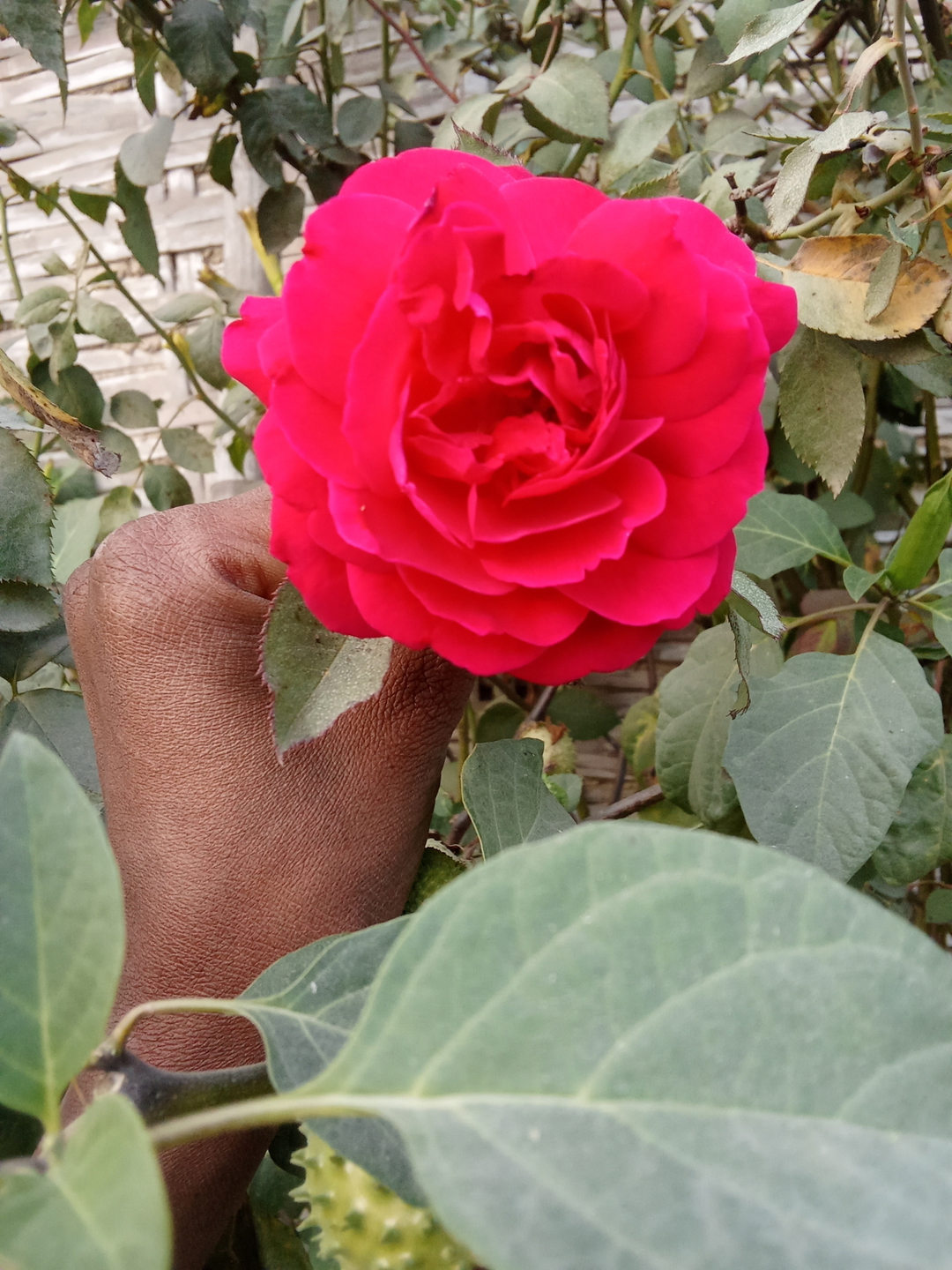 Sumit