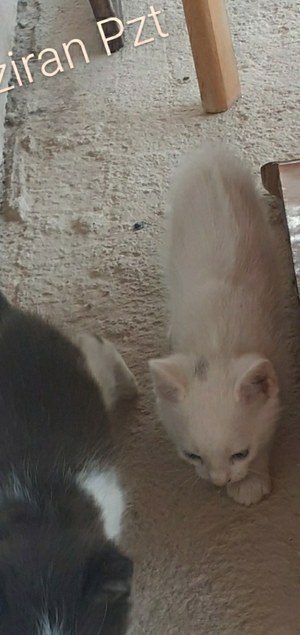 Ayşe
