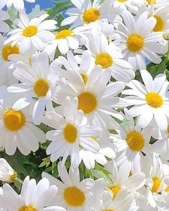 Özge