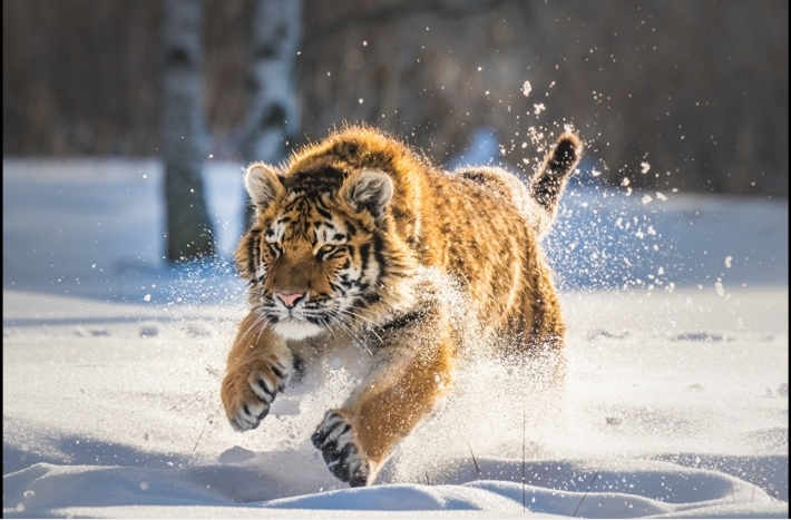 Tiger