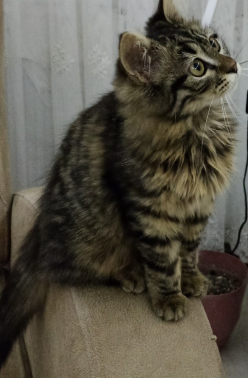 Kurtuluş