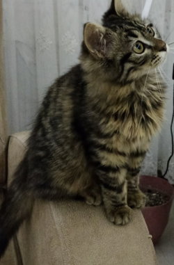 Kurtuluş