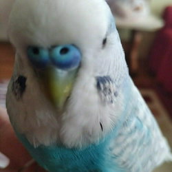 İsmet