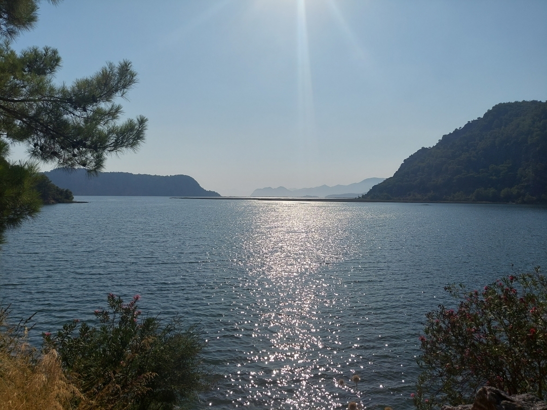 Havva