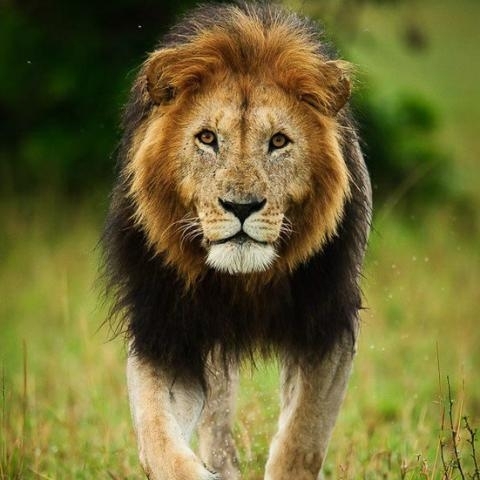 Murad
