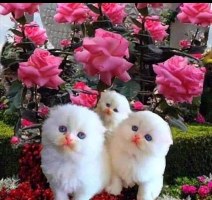 Aynur